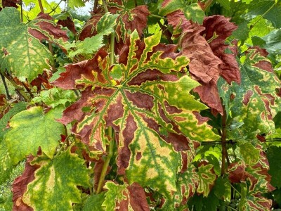 Eska u vinogradima Eska u vinogradima