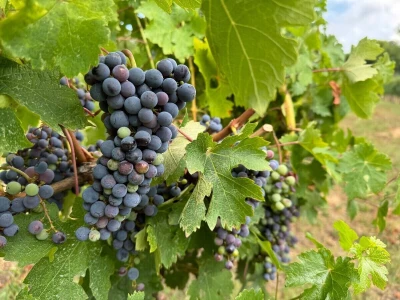 Eska u vinogradima
