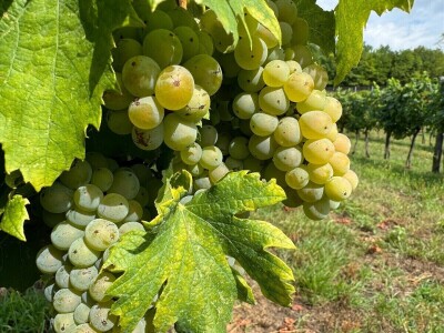 Eska u vinogradima Eska u vinogradima