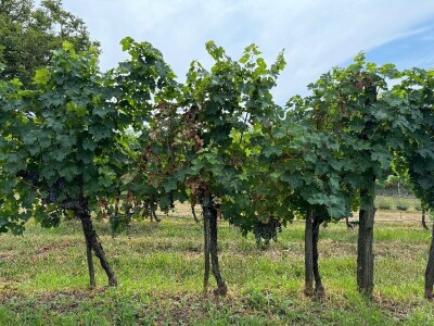 Eska u vinogradima Eska u vinogradima