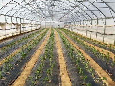 ESOF Donji Vakuf: U ponudi imamo više od 40 različitih asortimana voća i povrća