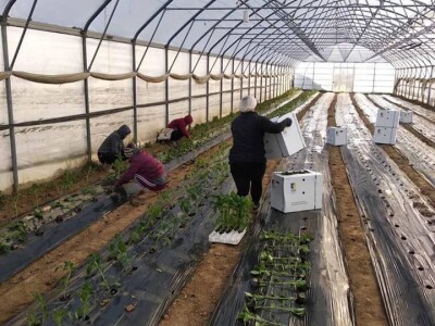 ESOF Donji Vakuf: U ponudi imamo više od 40 različitih asortimana voća i povrća