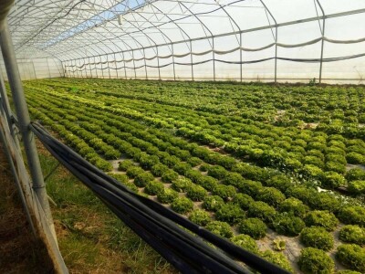 ESOF Donji Vakuf: U ponudi imamo više od 40 različitih asortimana voća i povrća