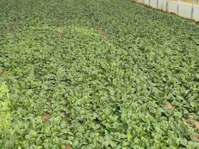 ESOF Donji Vakuf: U ponudi imamo više od 40 različitih asortimana voća i povrća