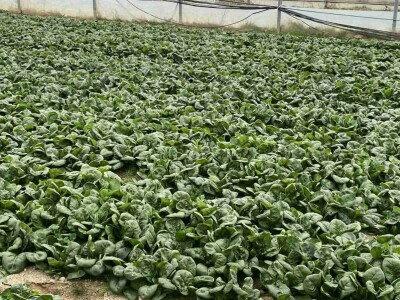 ESOF Donji Vakuf: U ponudi imamo više od 40 različitih asortimana voća i povrća