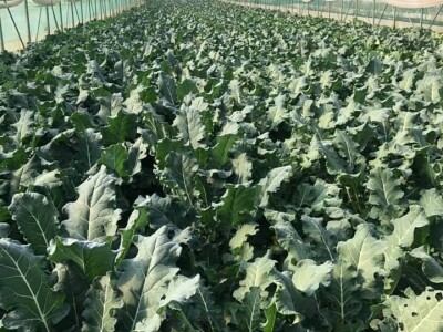 ESOF Donji Vakuf: U ponudi imamo više od 40 različitih asortimana voća i povrća