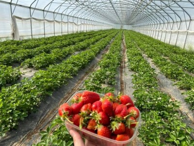 ESOF Donji Vakuf: U ponudi imamo više od 40 različitih asortimana voća i povrća