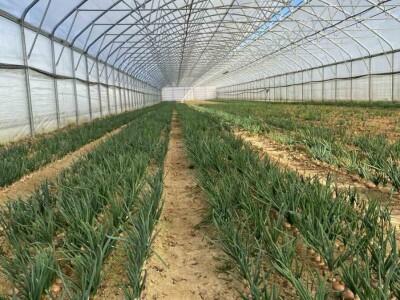 ESOF Donji Vakuf: U ponudi imamo više od 40 različitih asortimana voća i povrća