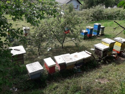 Ešref Garib: Pčele i maline mogu i moraju biti u simbiozi