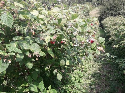 Ešref Garib: Pčele i maline mogu i moraju biti u simbiozi