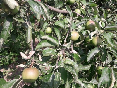 Ešref Garib: Pčele i maline mogu i moraju biti u simbiozi