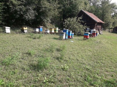 Ešref Garib: Pčele i maline mogu i moraju biti u simbiozi
