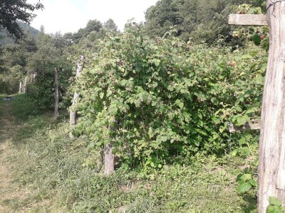 Ešref Garib: Pčele i maline mogu i moraju biti u simbiozi