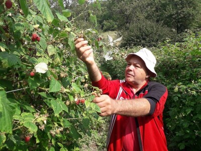 Ešref Garib: Pčele i maline mogu i moraju biti u simbiozi