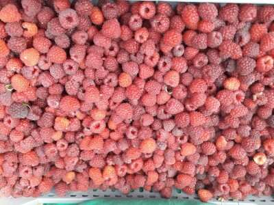 Ešref Garib: Pčele i maline mogu i moraju biti u simbiozi