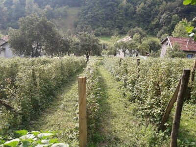 Ešref Garib: Pčele i maline mogu i moraju biti u simbiozi