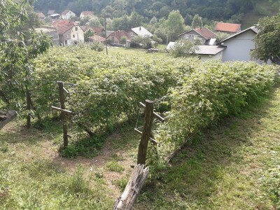 Ešref Garib: Pčele i maline mogu i moraju biti u simbiozi