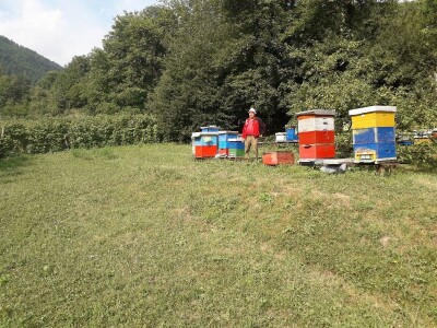 Ešref Garib: Pčele i maline mogu i moraju biti u simbiozi