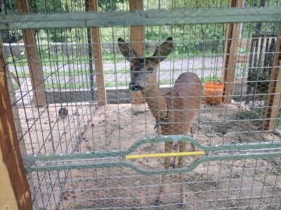 Etno selo "Mirna dolina": Turisti oduševljeni prirodnim ambijentom