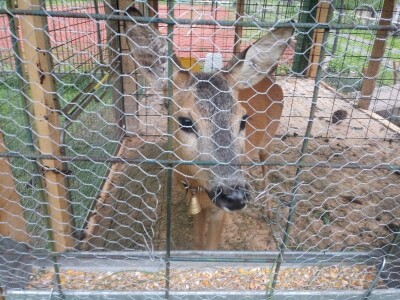 Etno selo "Mirna dolina": Turisti oduševljeni prirodnim ambijentom