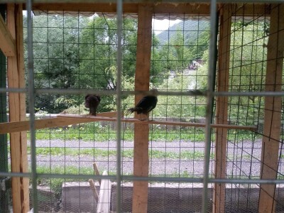 Etno selo "Mirna dolina": Turisti oduševljeni prirodnim ambijentom