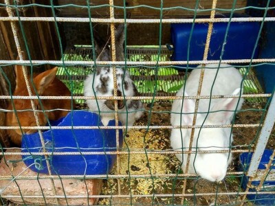 Etno selo "Mirna dolina": Turisti oduševljeni prirodnim ambijentom