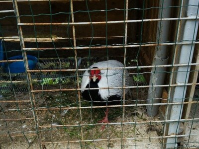 Etno selo "Mirna dolina": Turisti oduševljeni prirodnim ambijentom