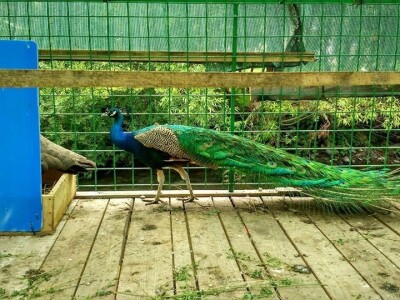 Etno selo "Mirna dolina": Turisti oduševljeni prirodnim ambijentom