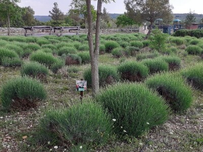 Etnoland - Pakovo selo