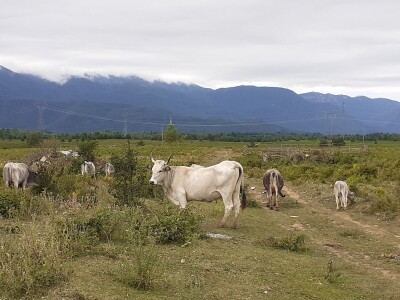 EU strategija Od polja do stola