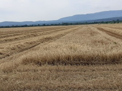 EU strategija Od polja do stola
