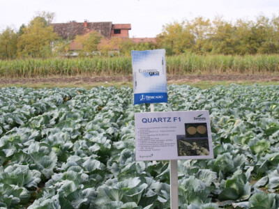 Timac ago - Dan polja kupusa