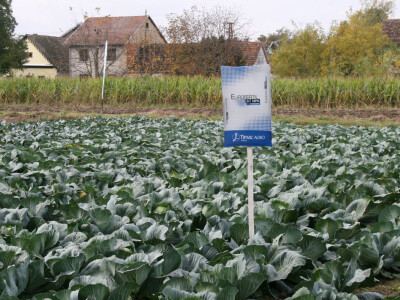 Timac ago - Dan polja kupusa