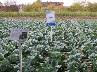 Timac ago - Dan polja kupusa