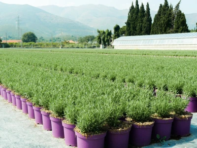 Euroflora 2022