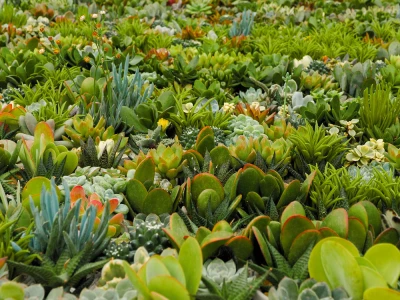 Euroflora 2022