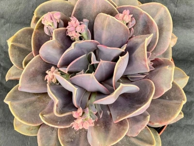 Euroflora 2022