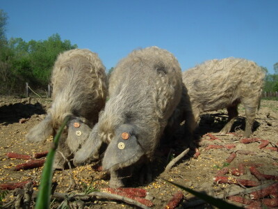 Europski agronomi oduševljeni hrvatskim projektom očuvanja turopoljske svinje