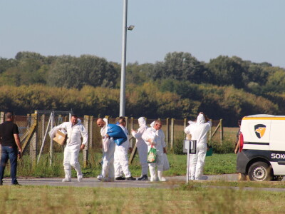 Eutanazija svinja farma Sokolovac