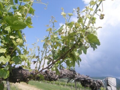 Eutipioza na starom trsu graševine