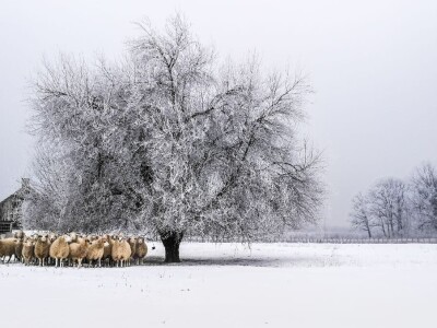 Evo 40 fotografija iz 4 kategorije RuralFoto izbora 2024.