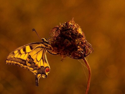 Evo 40 fotografija iz 4 kategorije RuralFoto izbora 2024.