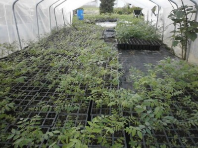 Evodija u plasteniku Evodija u plasteniku