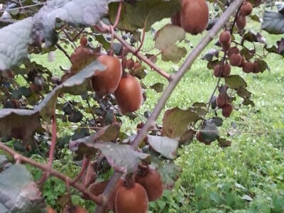 Evropski ruralni parlament za mlade okupio preko 70 osoba