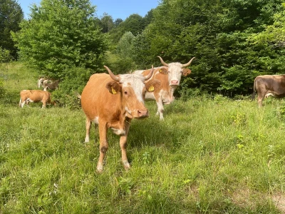 Tešija … ne objaviti još