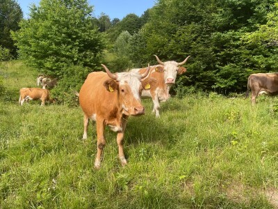 Tešija … ne objaviti još