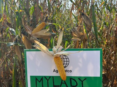 "Dani polja kukuruza" u Velikoj Kladuši