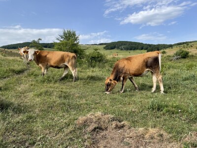 Tešija … ne objaviti još