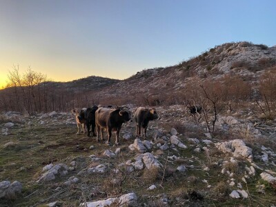OPG Roguljić u Kučinama proizvodi med i pčelinje proizvode, soparnik, maslinovo ulje i suhe smokve te uzgaja buše