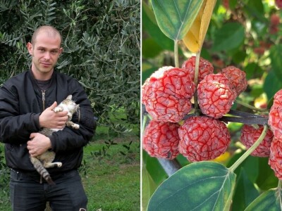 Fabio Flego uspješno uzgaja egzotično voće usred Pule